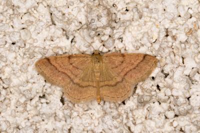 <i>Scopula rubiginata</i>
