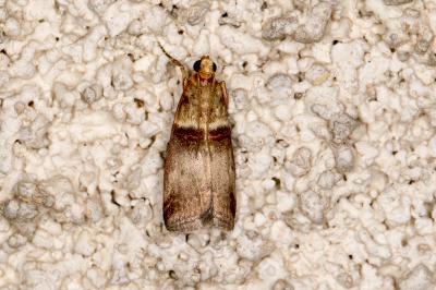 <i>Acrobasis tumidana</i>