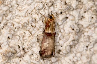<i>Acrobasis tumidana</i>