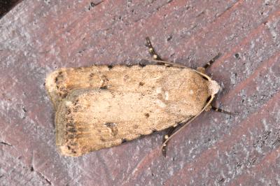 <i>Caradrina clavipalpis</i>