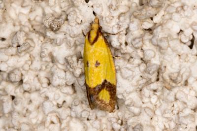 <i>Agapeta zoegana</i>