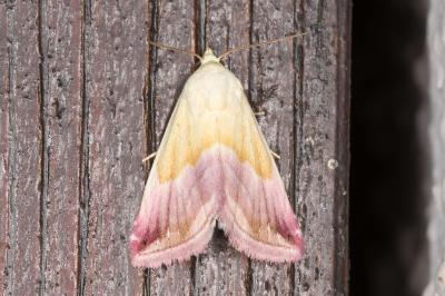 <i>Eublemma purpurina</i>