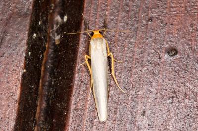 <i>Eilema caniola</i>