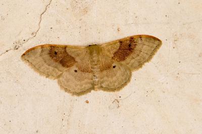 <i>Idaea degeneraria</i>