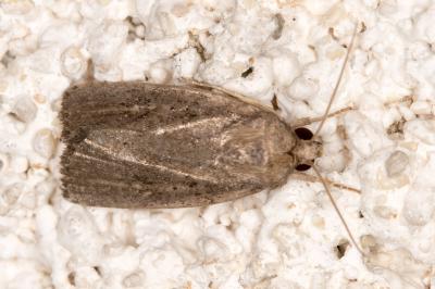 <i>Proxenus hospes</i>