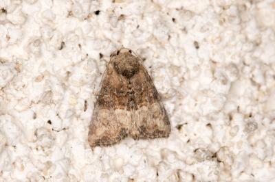 <i>Mesoligia furuncula</i>
