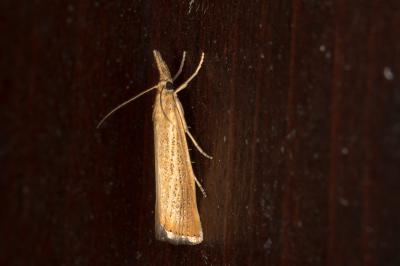 <i>Agriphila straminella</i>