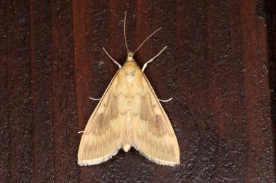 <i>Ostrinia nubilalis</i>