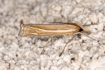 <i>Ancylolomia tentaculella</i>