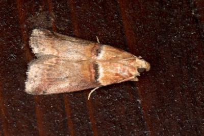<i>Acrobasis tumidana</i>