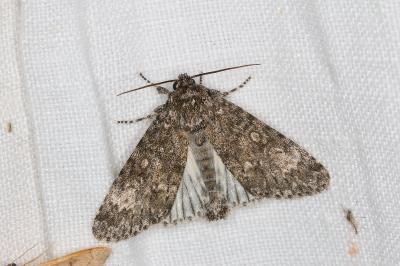<i>Acronicta megacephala</i>
