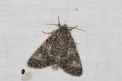 <i>Acronicta rumicis</i>