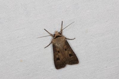 <i>Agrotis exclamationis</i>