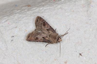 <i>Agrotis exclamationis</i>