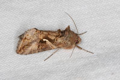 <i>Autographa gamma</i>