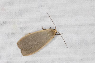 <i>Collita griseola</i>