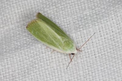 <i>Earias clorana</i>