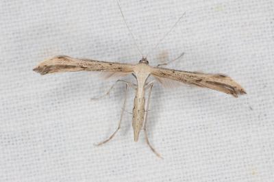<i>Emmelina monodactyla</i>