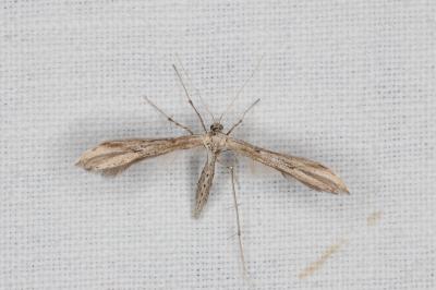 <i>Emmelina monodactyla</i>