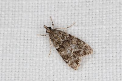 <i>Eudonia mercurella</i>