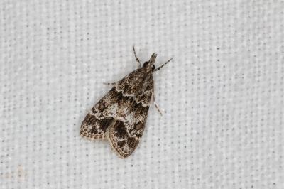 <i>Eudonia mercurella</i>