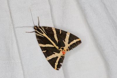 <i>Euplagia quadripunctaria</i>