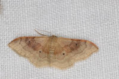 <i>Idaea degeneraria</i>