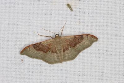 <i>Idaea degeneraria</i>