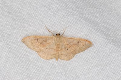 <i>Idaea rubraria</i>