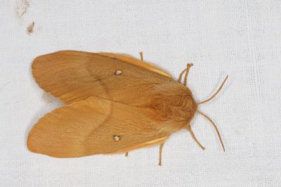 <i>Lasiocampa quercus</i>