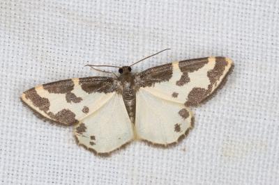 <i>Lomaspilis marginata</i>
