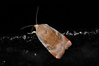 <i>Noctua janthe/janthina</i>