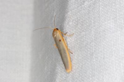 <i>Manulea complana</i>