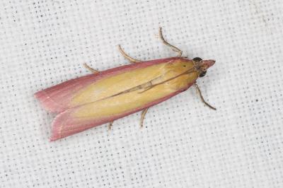 <i>Oncocera semirubella</i>