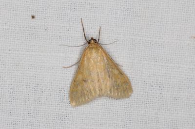 <i>Ostrinia nubilalis</i>