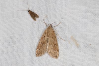 <i>Parapoynx stratiotata</i>