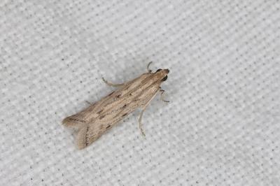 <i>Phycitodes</i>