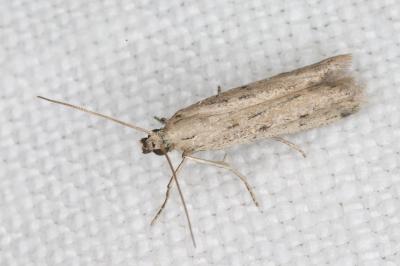 <i>Phycitodes</i>