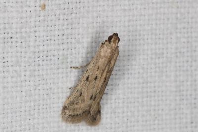 <i>Phycitodes</i>