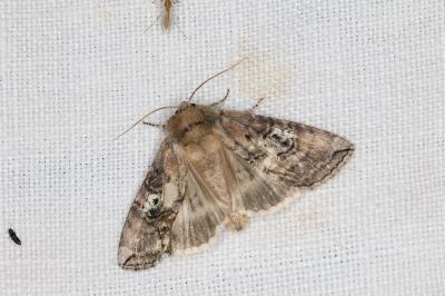 <i>Tethea ocularis</i>