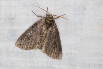 <i>Tethea or</i>
