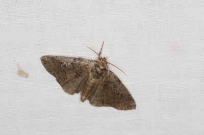 <i>Tethea or</i>