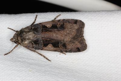 <i>Xestia c-nigrum</i>