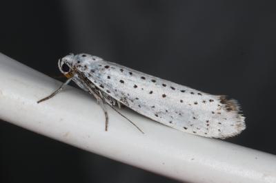 <i>Yponomeuta padella</i>