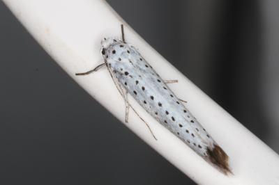 <i>Yponomeuta padella</i>