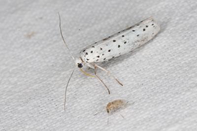 <i>Yponomeuta</i>
