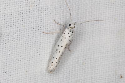 <i>Yponomeuta</i>