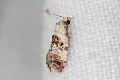 <i>Cochylis hybridella</i>
