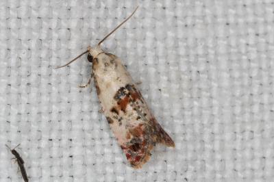 <i>Cochylis hybridella</i>