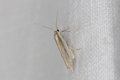 <i>Crambus pratella</i>